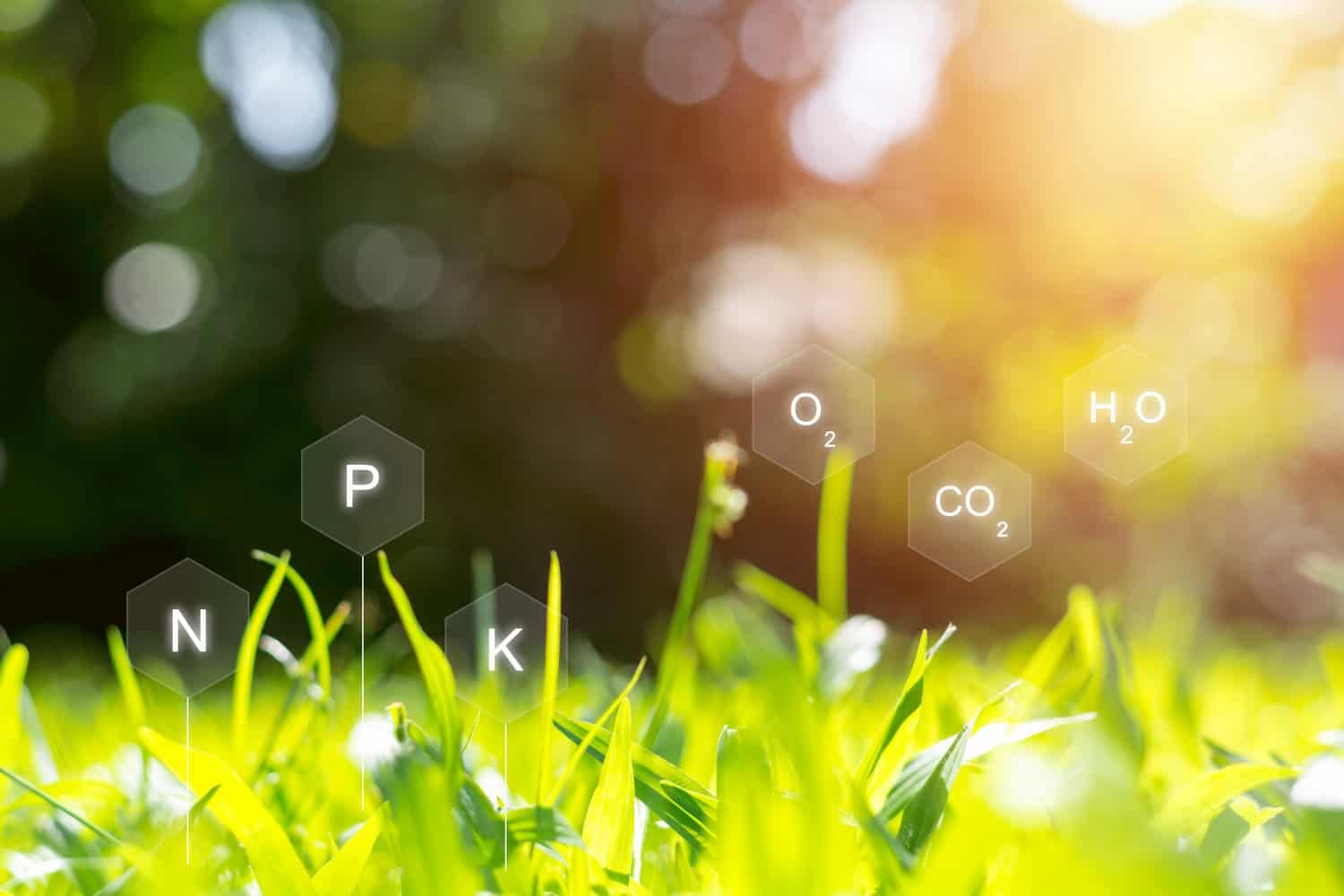 Minerals and nutrients in the soil for the growth of a plant. Di