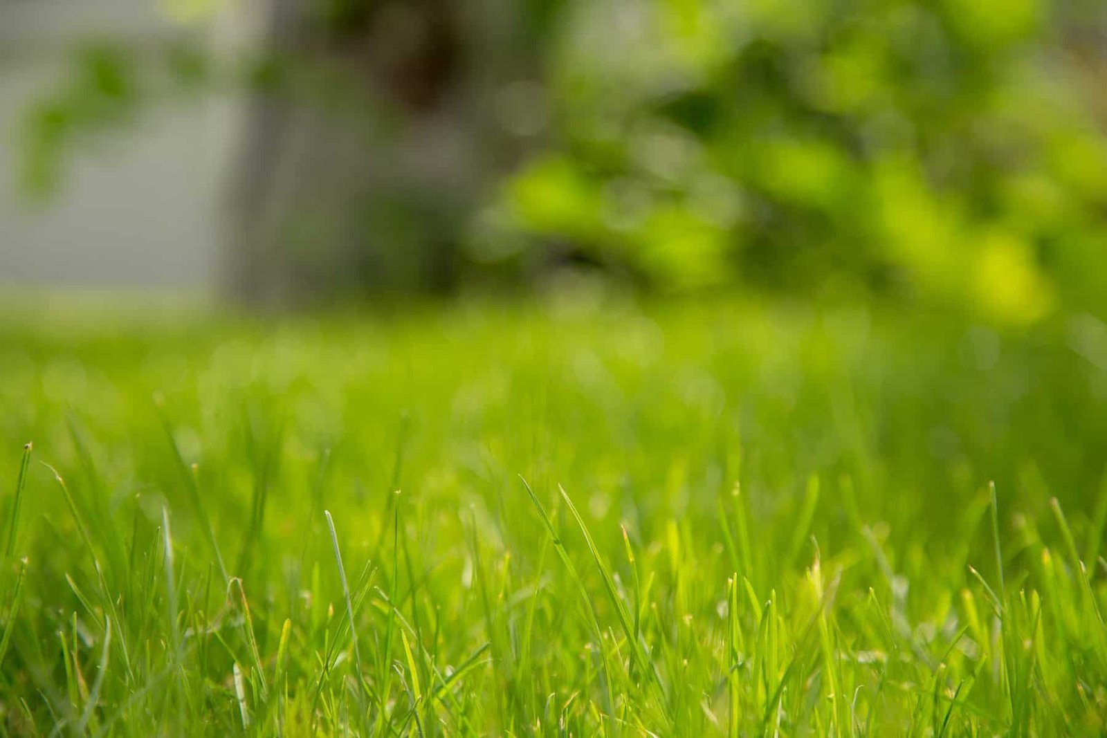 How to Tell If Your Lawn Needs the 13-13-13 Fertilizer