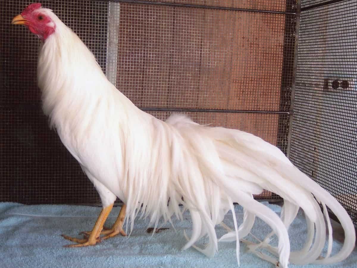 Yokohama Chicken