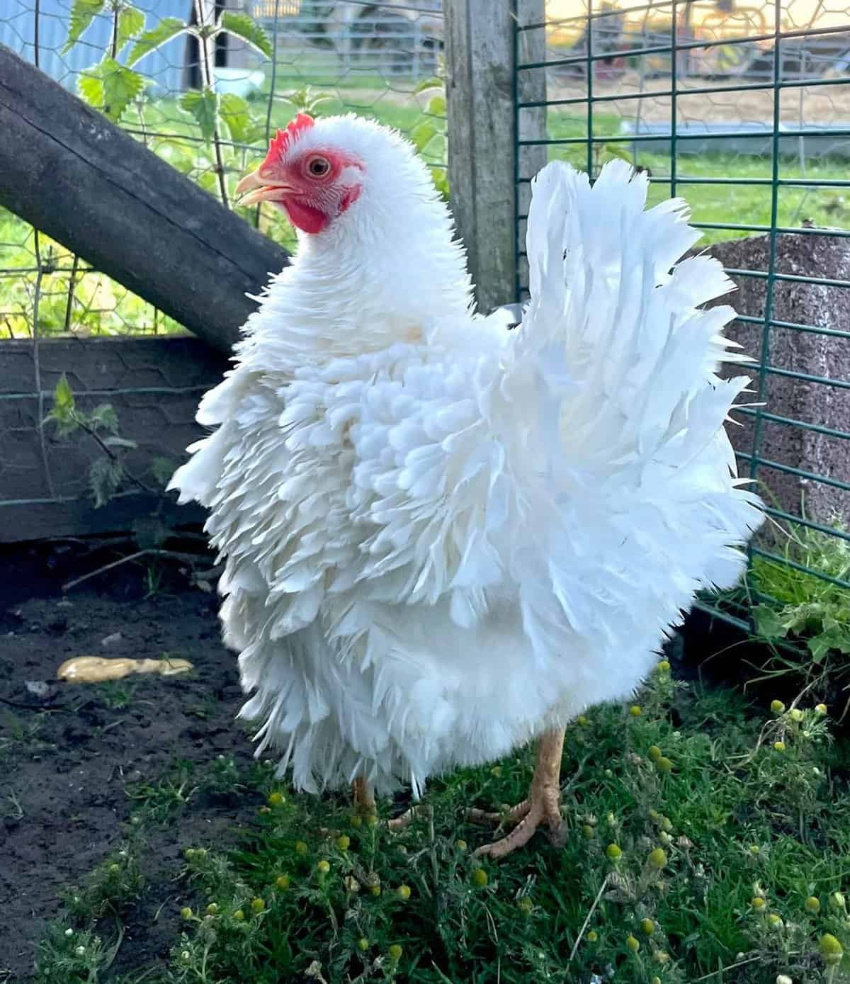White Frizzle Chicken