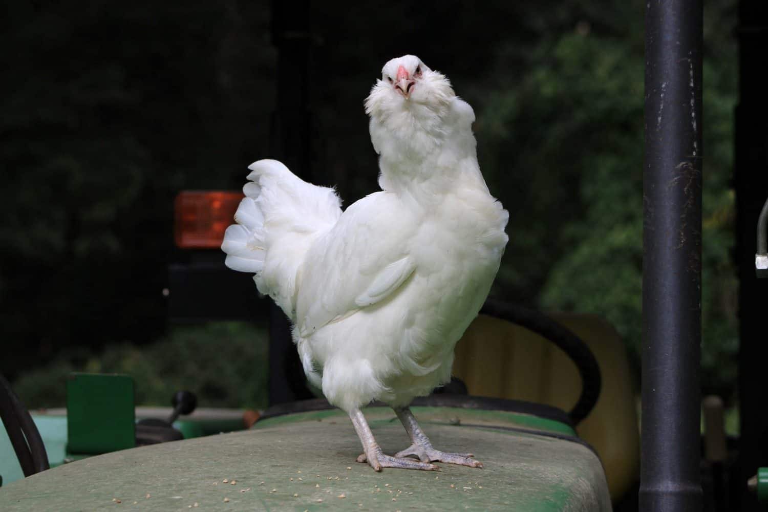 White Ameraucana Chicken