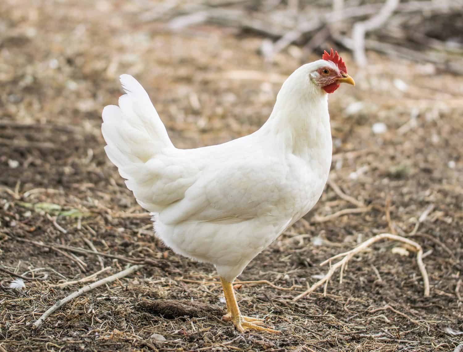 Leghorn Chicken