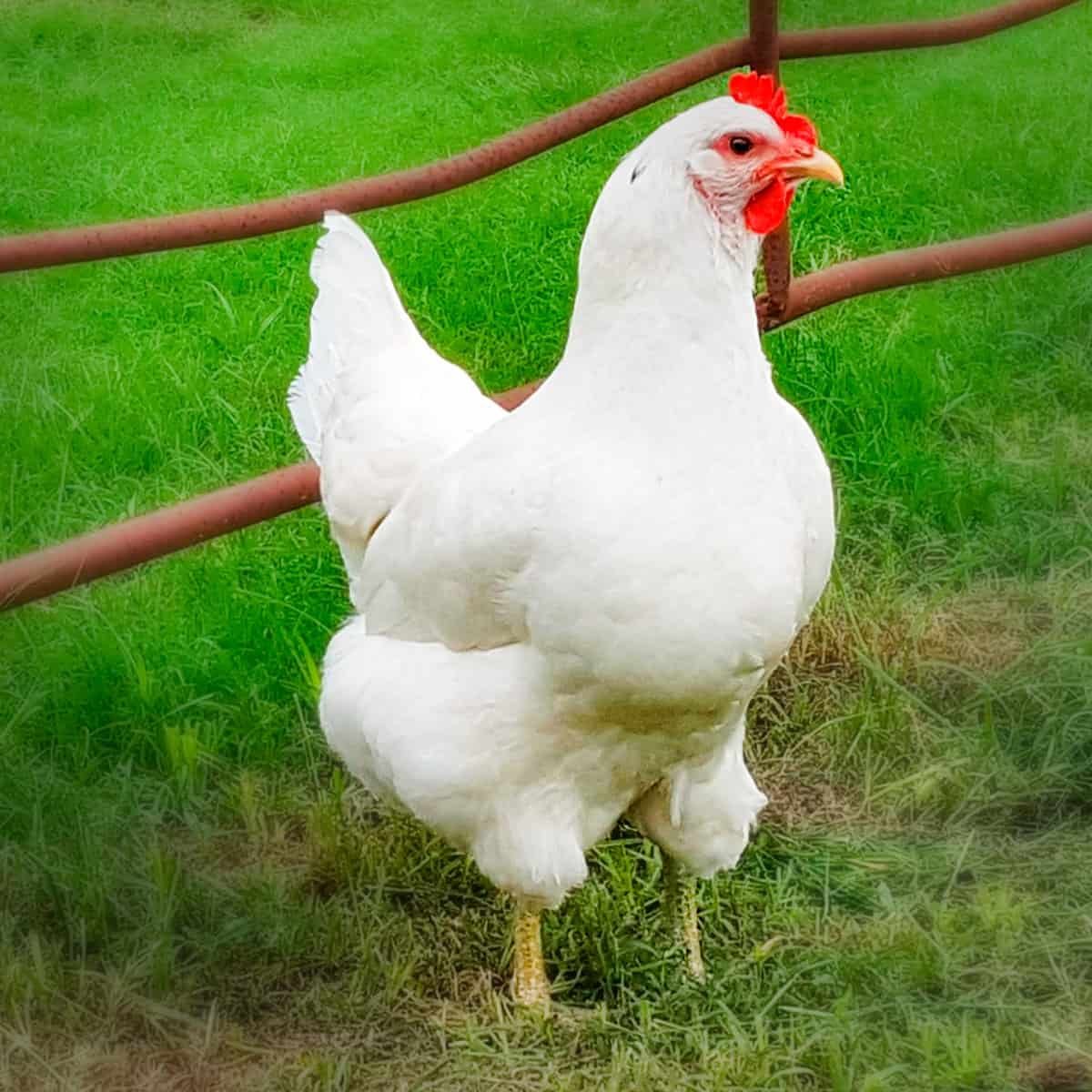 White Jersey Giant Chicken