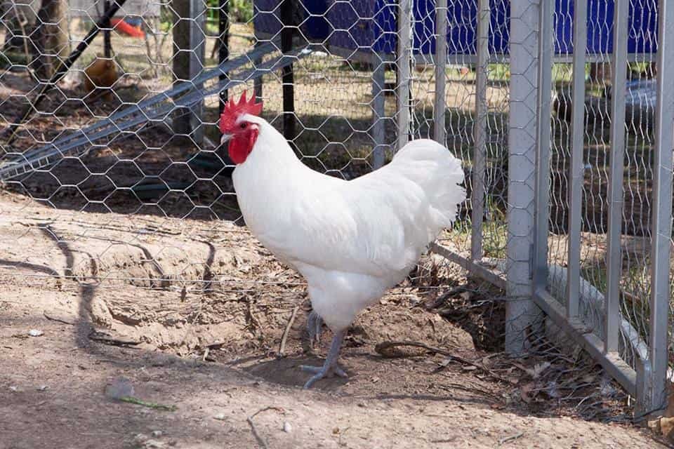 White Australorp Chicken