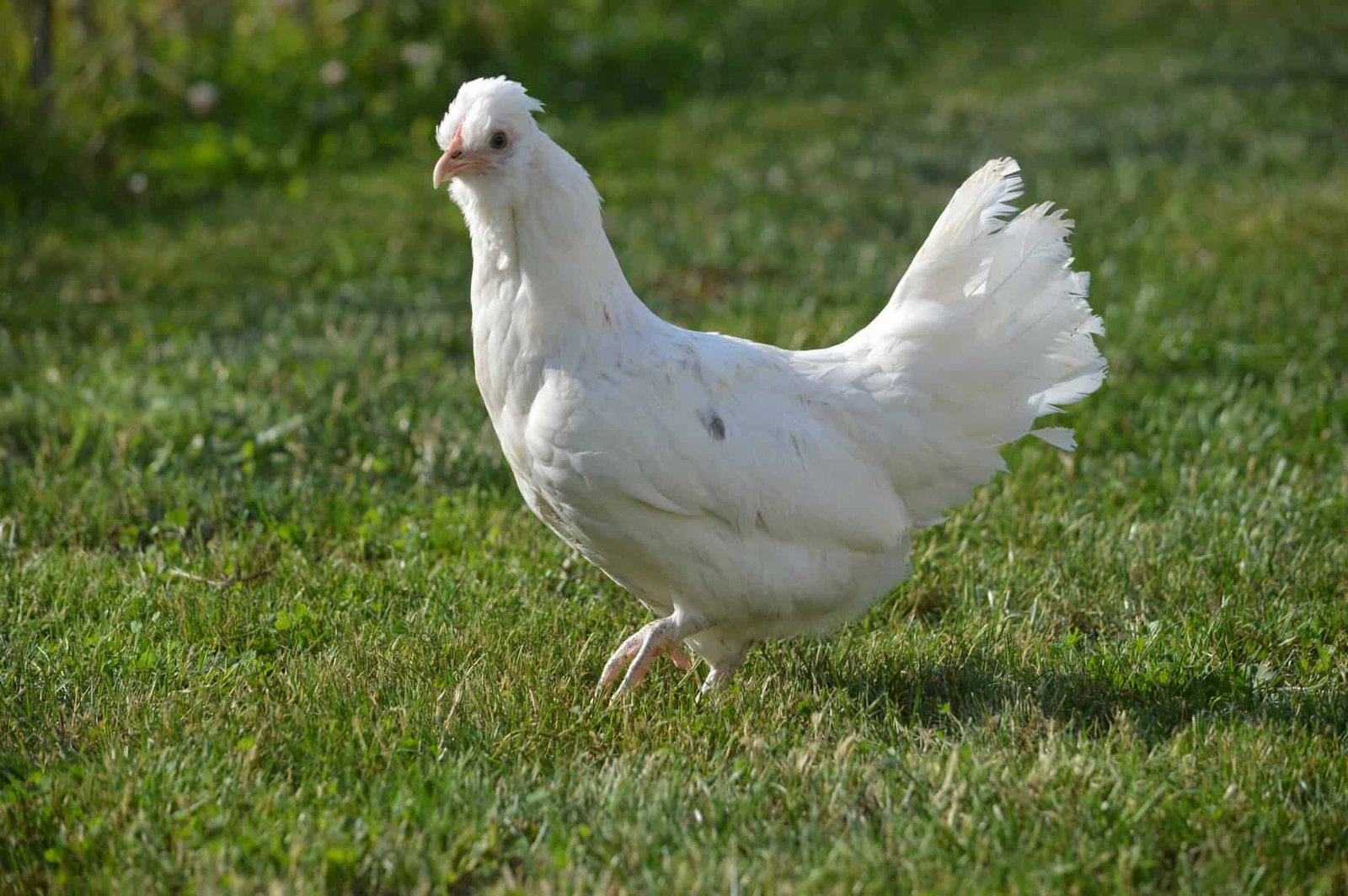 White Araucana Chicken