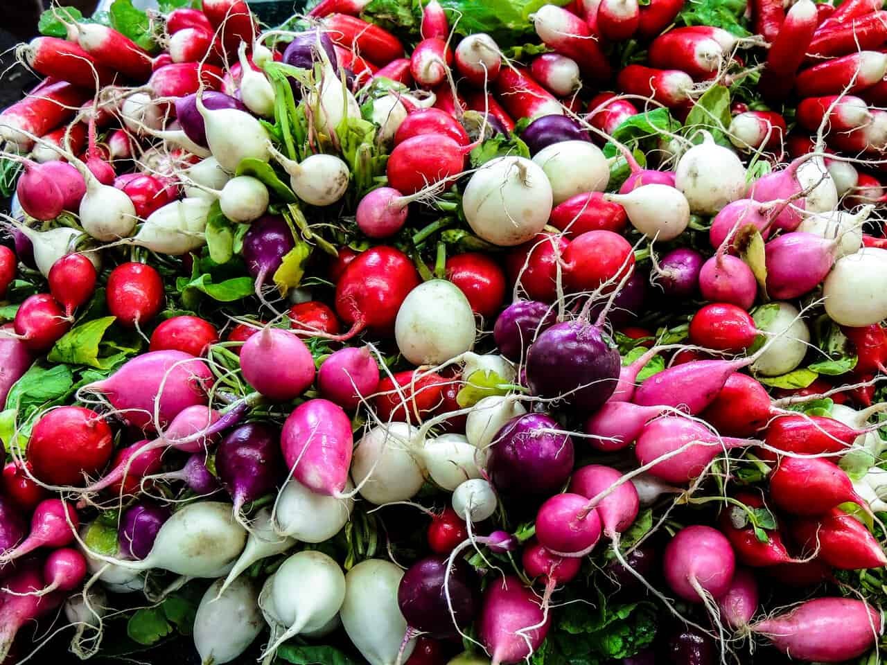 Turnip