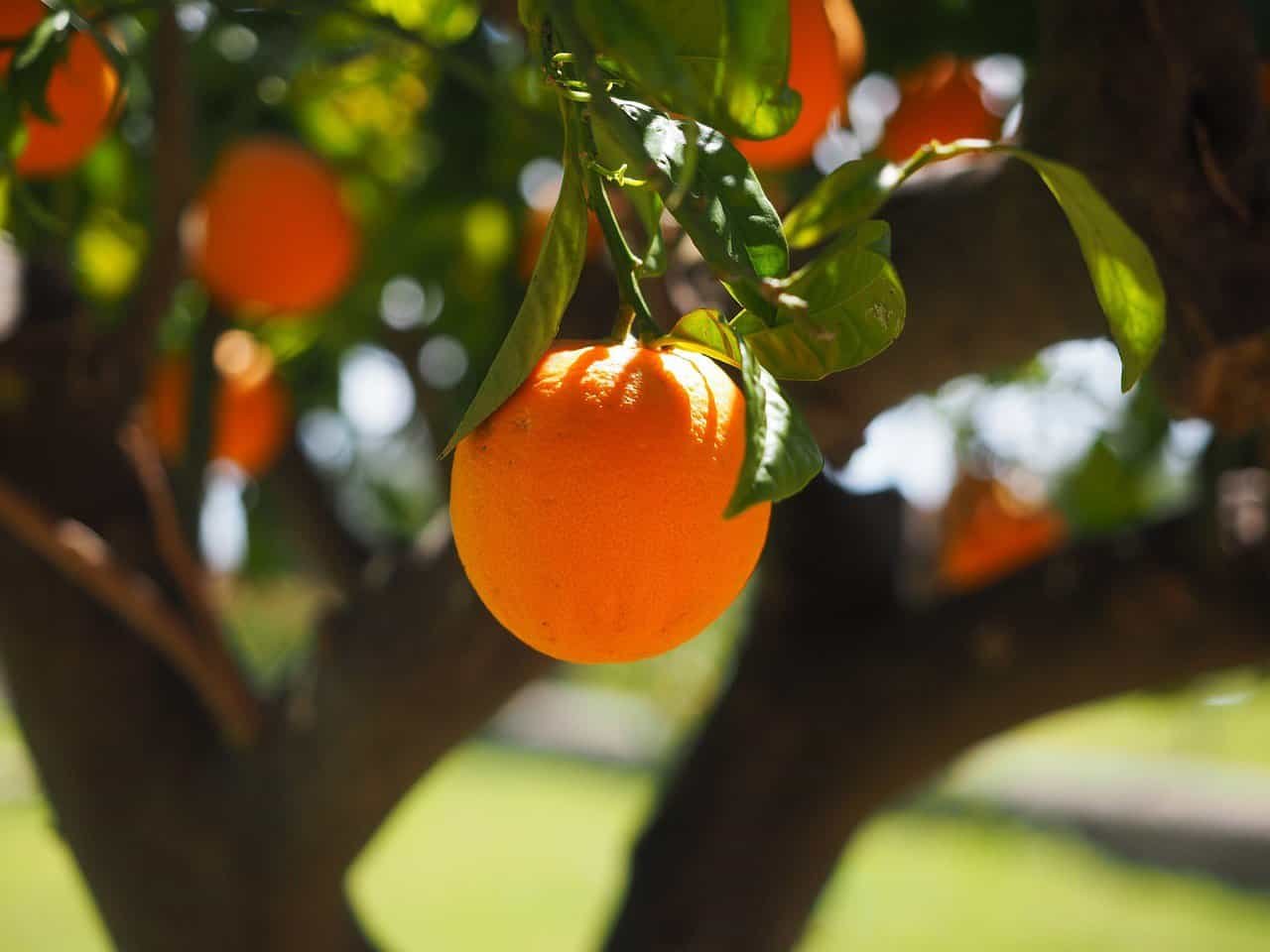 Citrus
