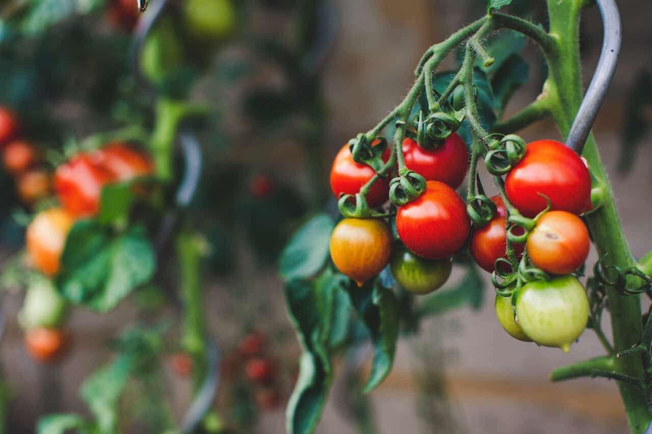 Tomato