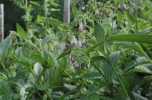 Label homemade herbal medicines for safety (The Grow Network)