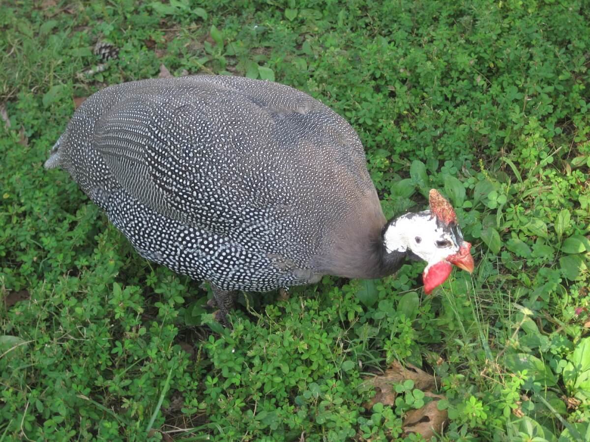 guinea fowl