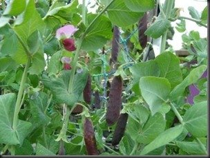 Purple podded peas