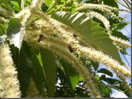 chestnut catkins