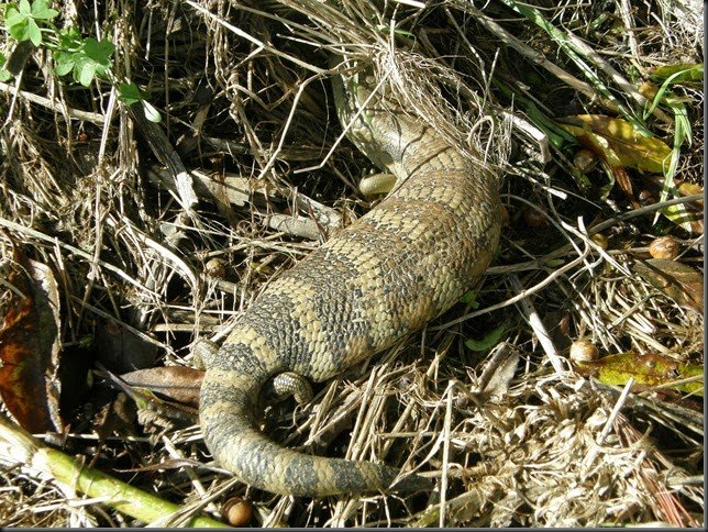 lizard enjoying the sun