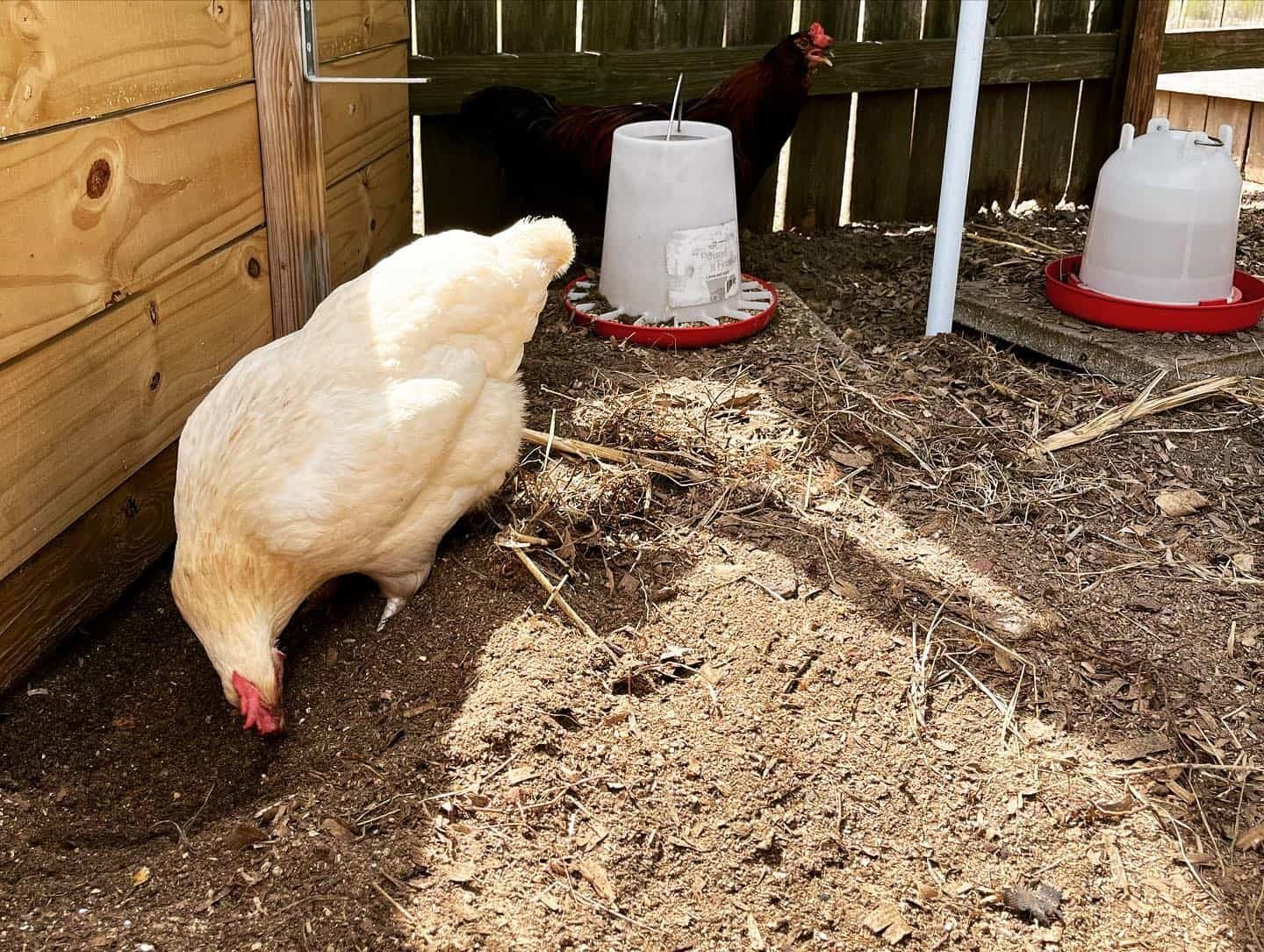 Amberlink chicken feed