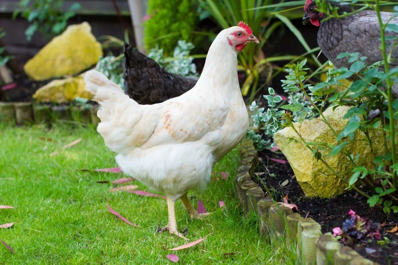 Amberlink chickens