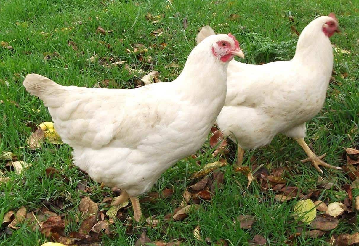 Amberlink hen
