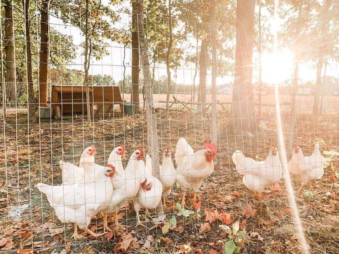 Amberlink Chickens Personality