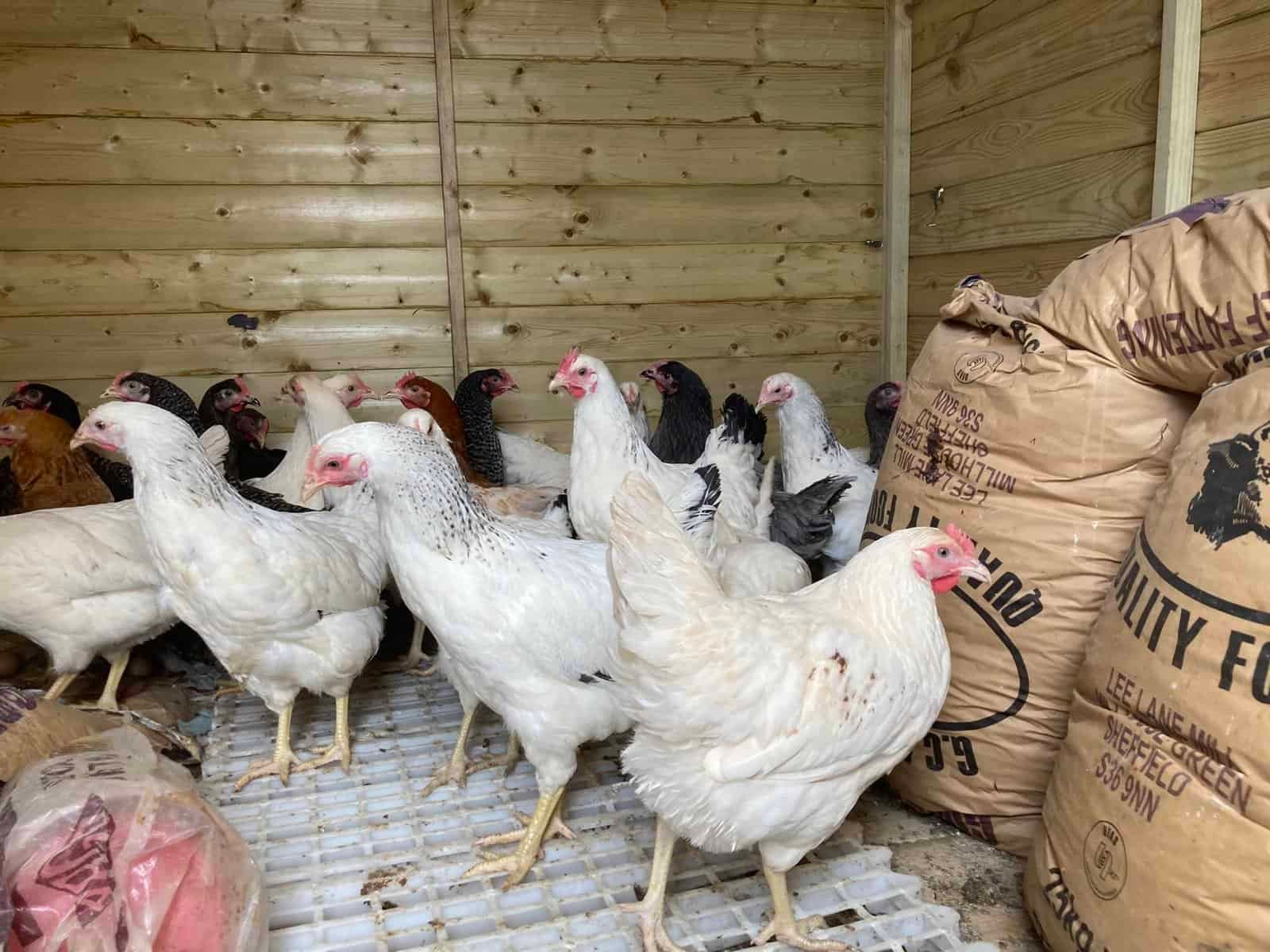 Amberlink chicken