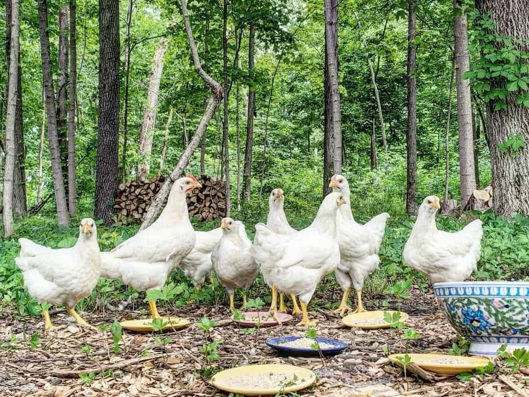Amberlink chicken care