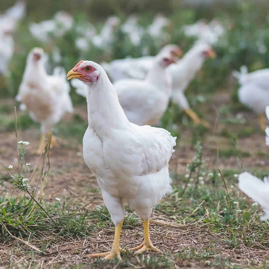 Amberlink pullets