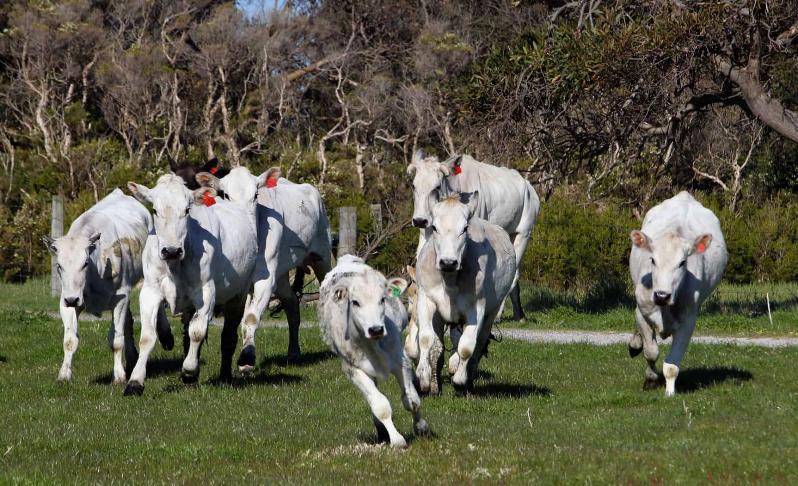 Chianina cattle