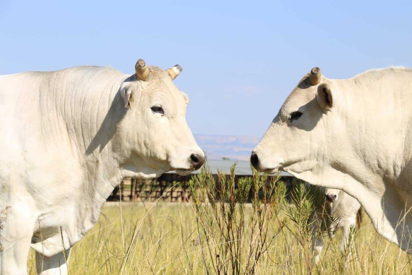 Chianina Meat Production