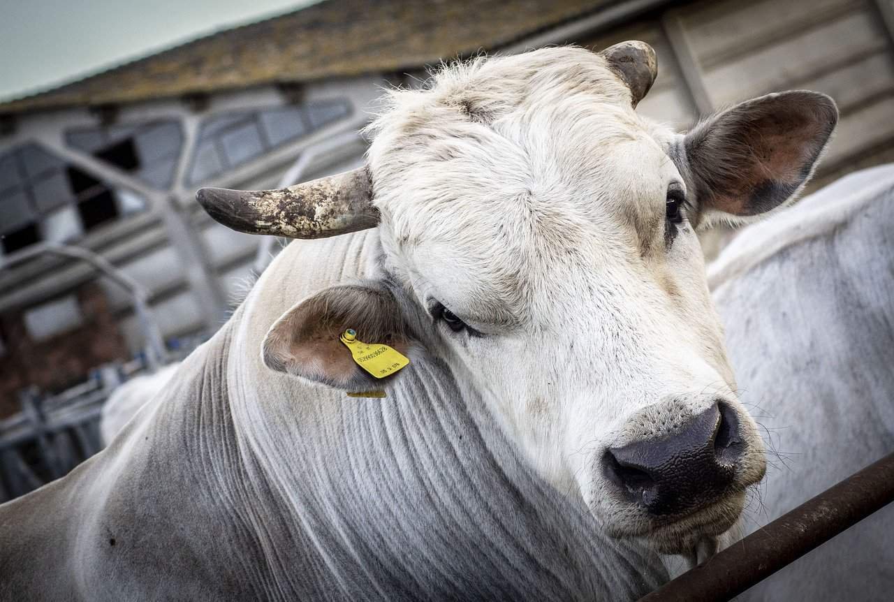 Should You Get a Chianina Cow
