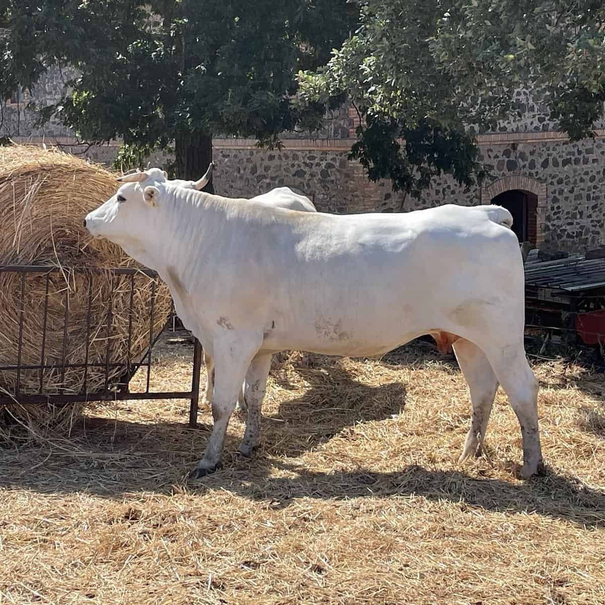 How Much Does a Chianina Cow Cost