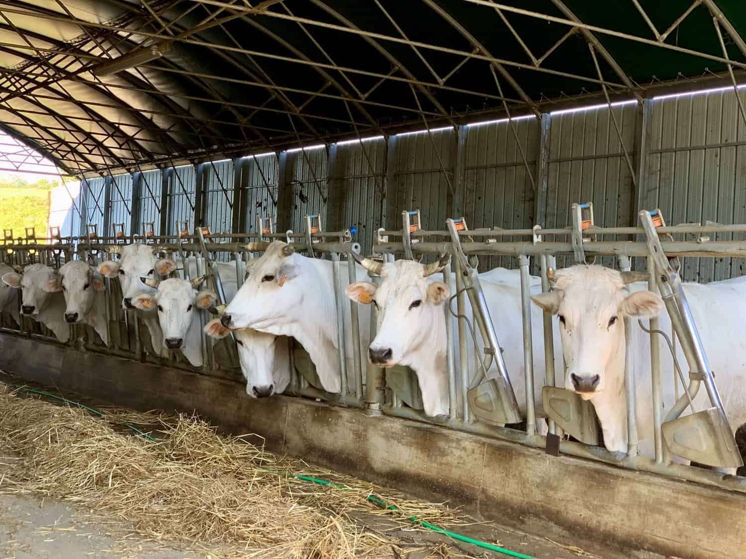 Chianina Cattle Farm