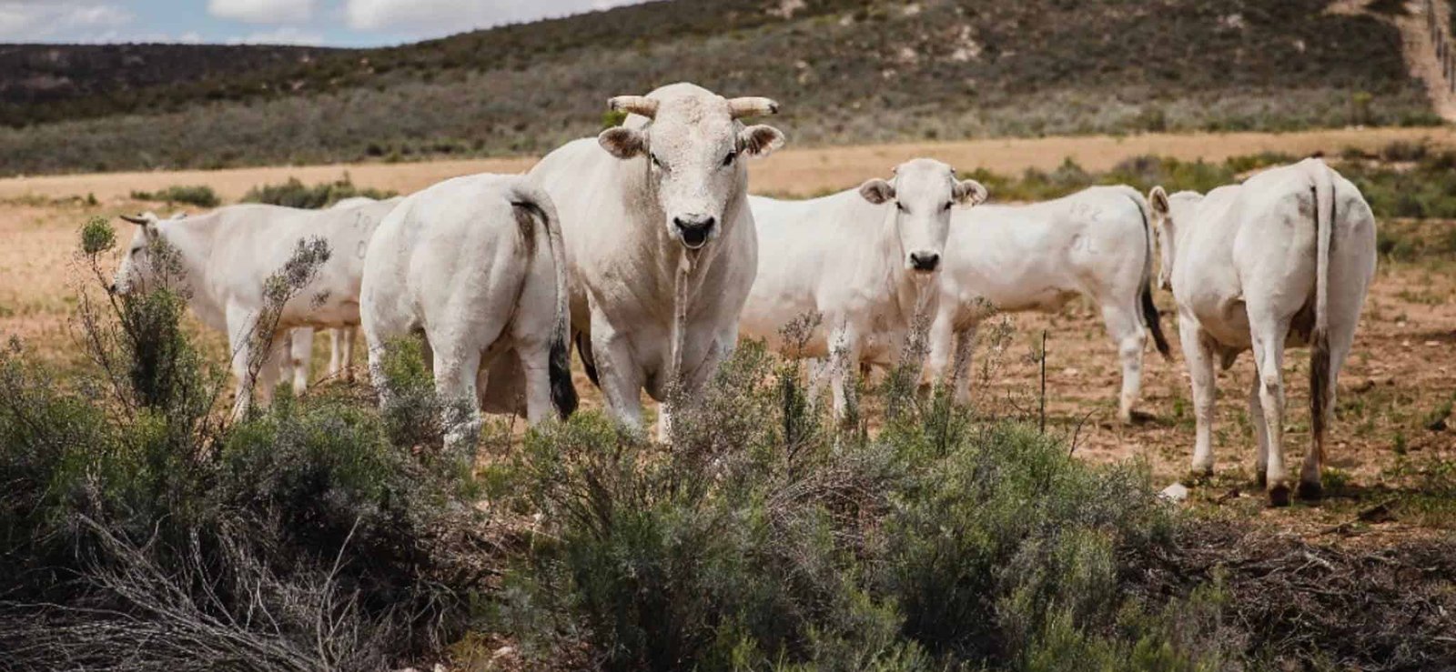 Chianina Cow Characteristics