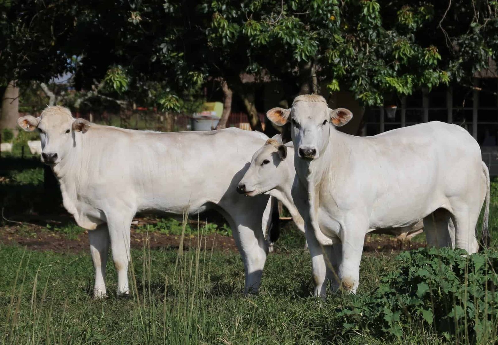 Chianina Cows Appearance