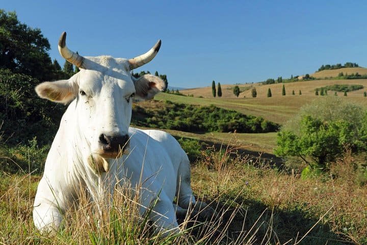Chianina Cow Size