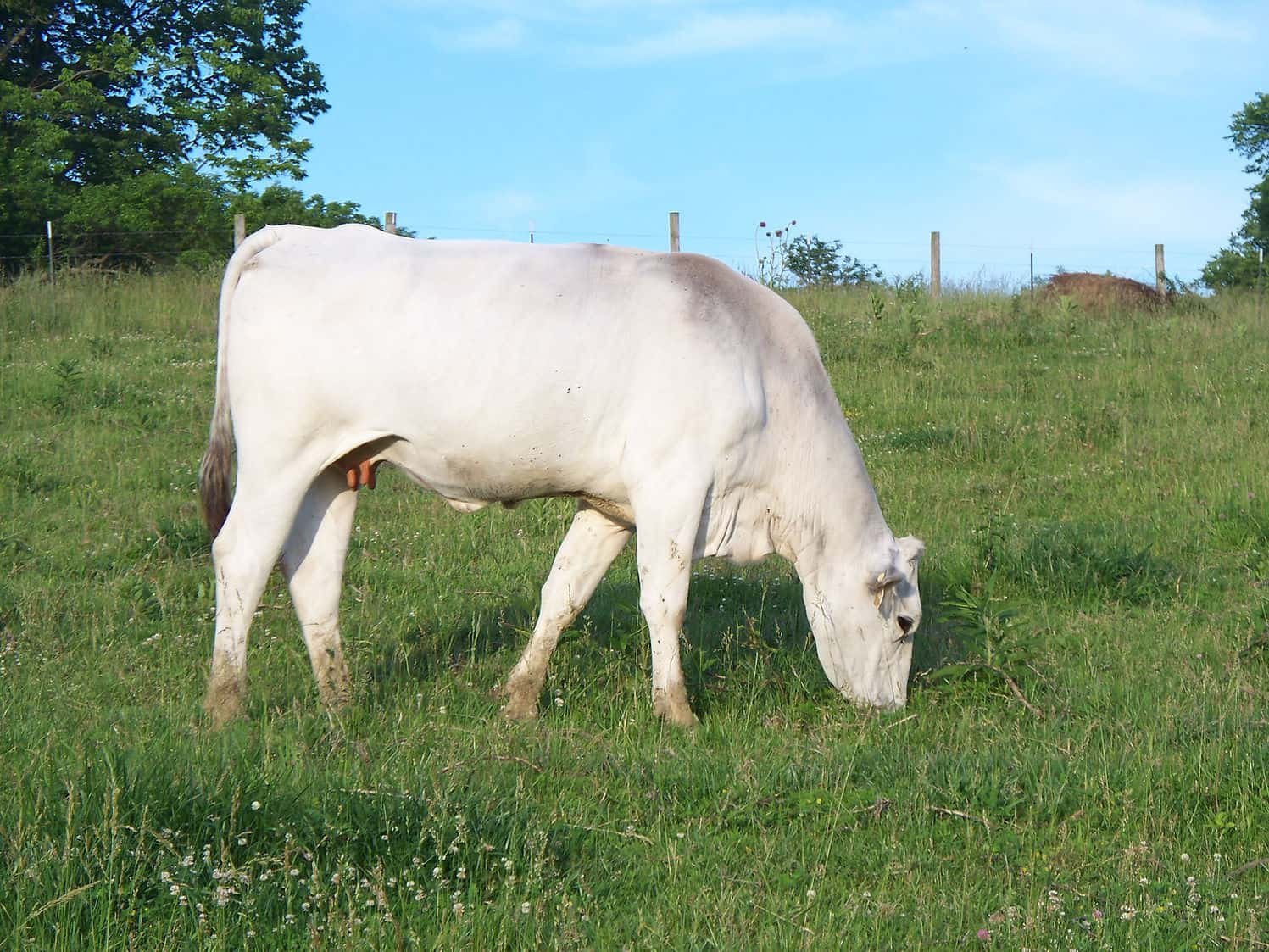 Milk Production
