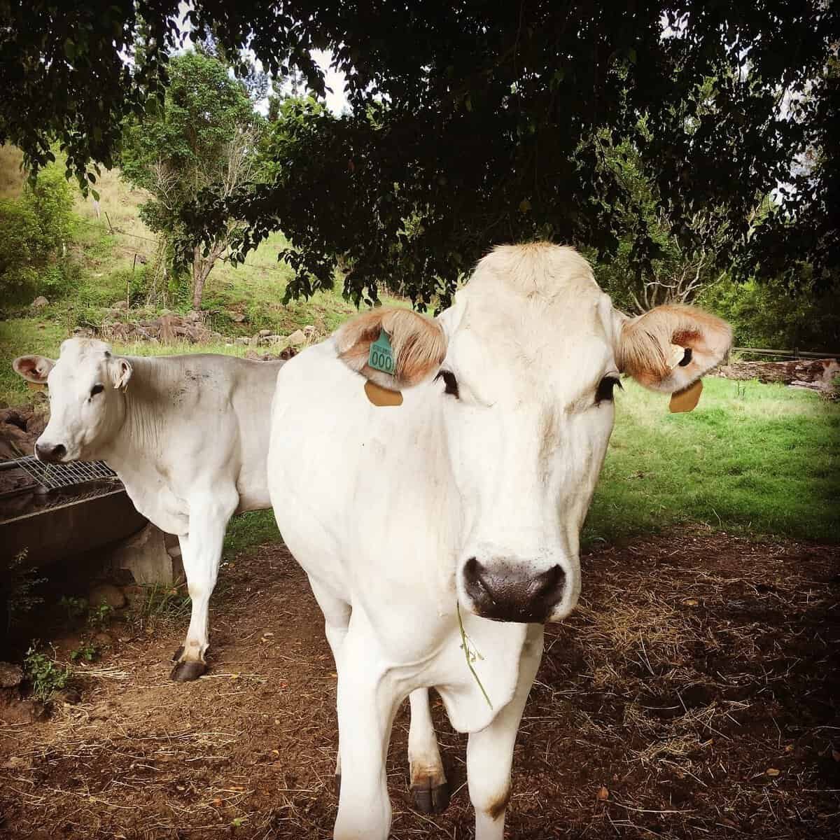 Chianina Cattle Breeding