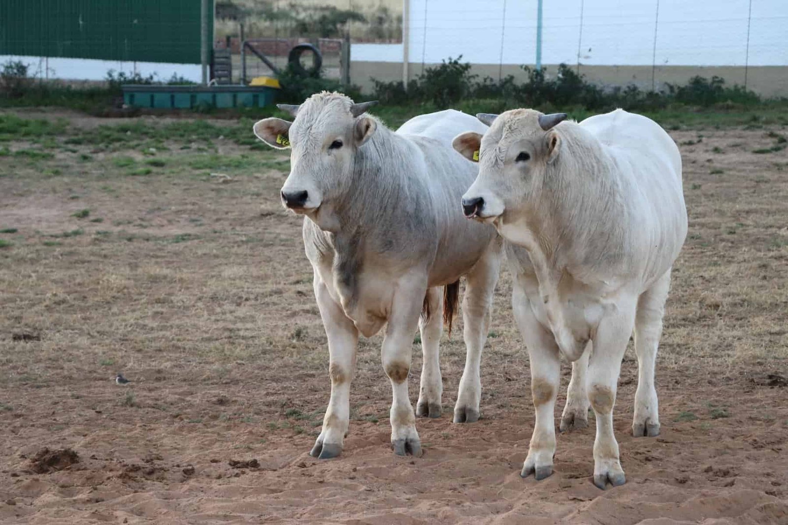 Gray Chianina cows