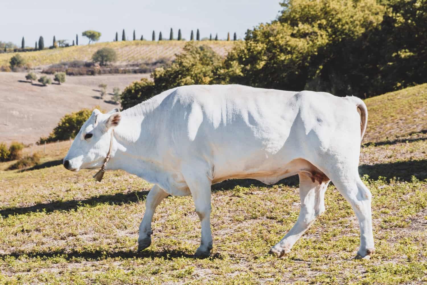 Chianina Cattle Origins