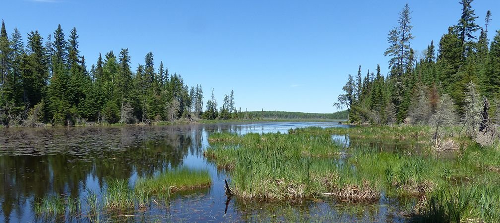 A scenic view of spruce trees, pine trees, and a river flowing through a wetland to an open lake and rolling hills in a wilderness area in northern Ontario, Nabish Lake