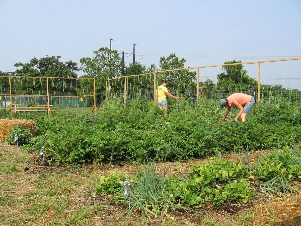 people tending to community garden
