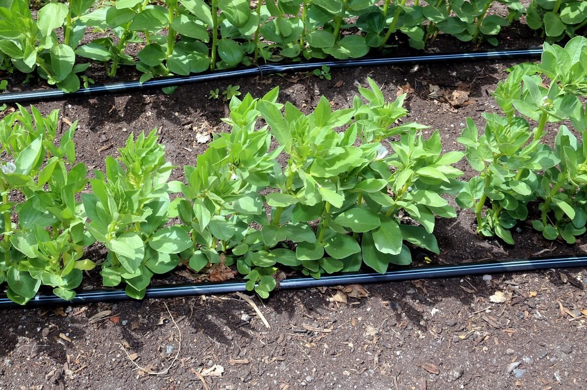 drip irrigation system