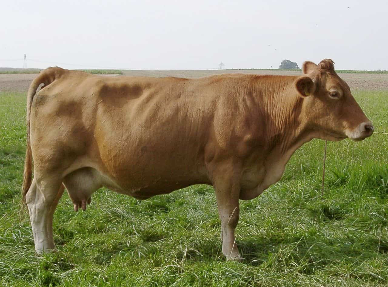 Gelbvieh cattle