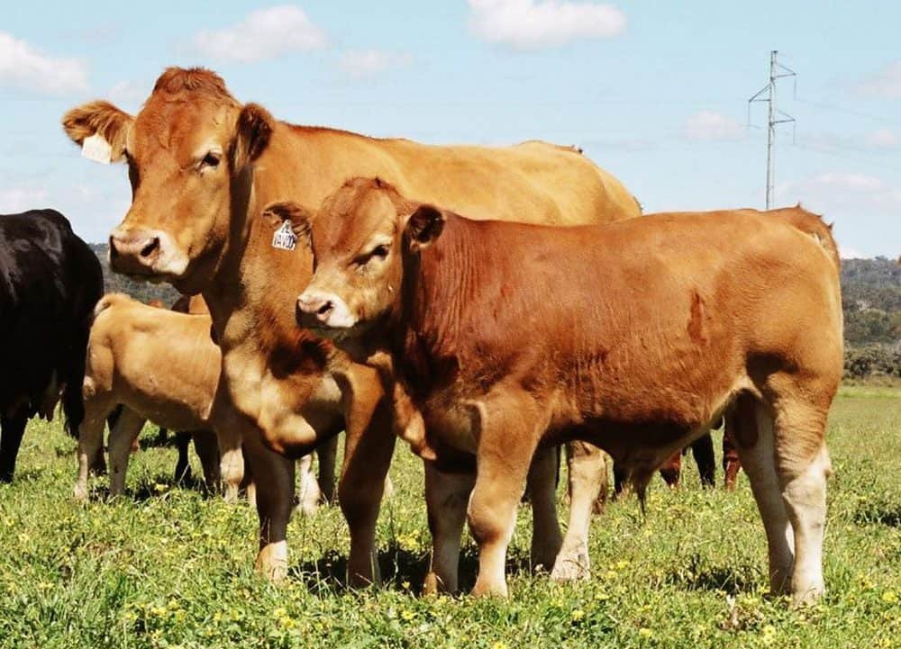 Gelbvieh cow and calf