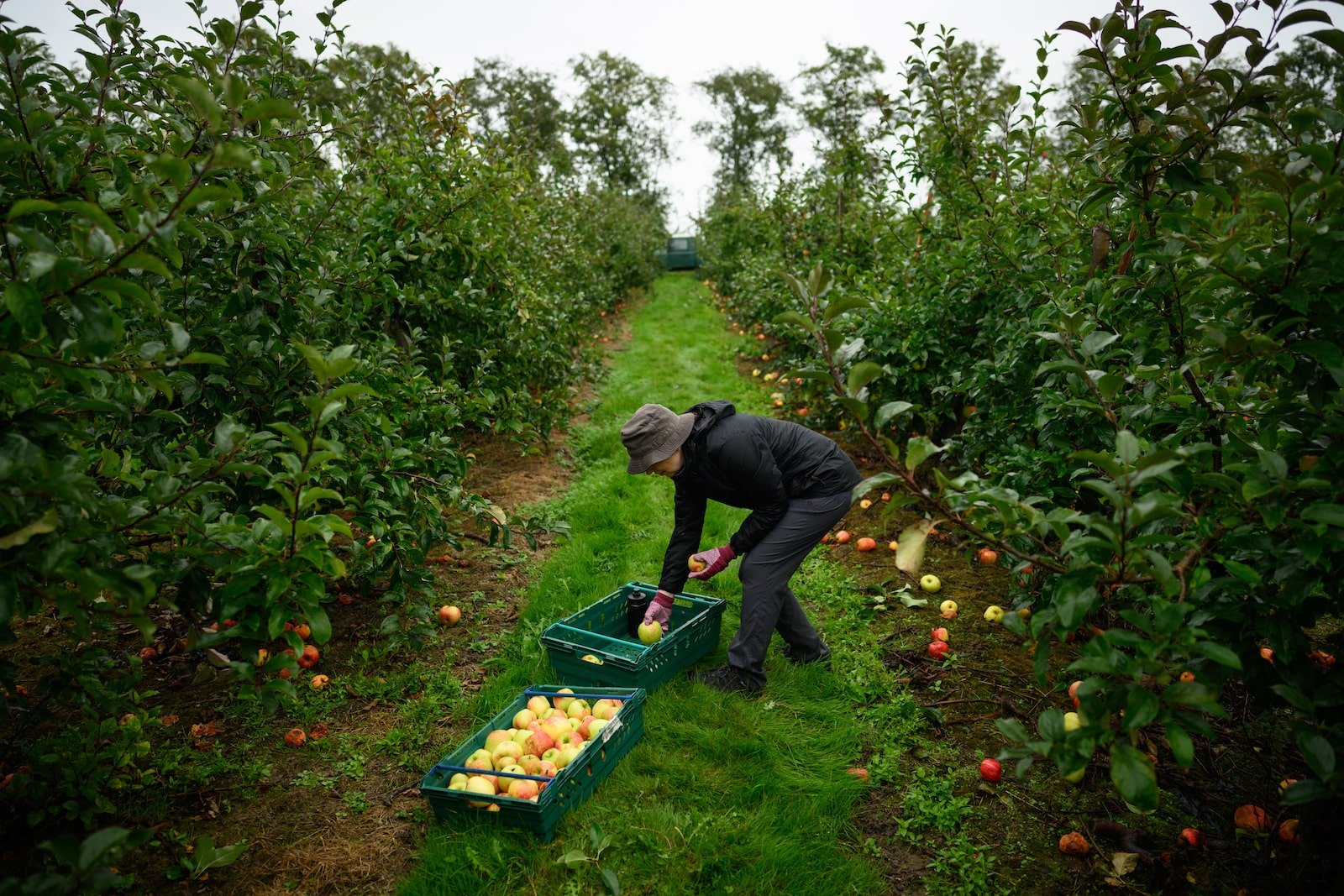 a person in an orchard row picks up apples from a box on the ground