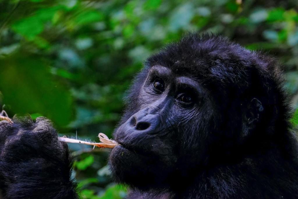 A captivating close-up photo of a gorilla eating in its natural rainforest habitat.