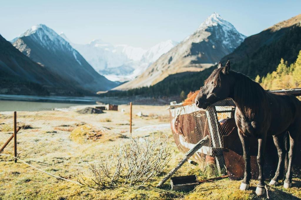 Black horse standing in a scenic mountain setting, showcasing nature's beauty and tranquility.