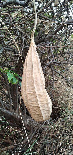 dried-luffa