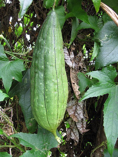 Luffa aegyptiaca variety