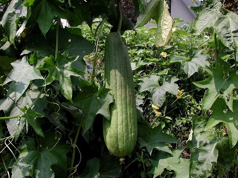 luffa-aegyptica-on-vine