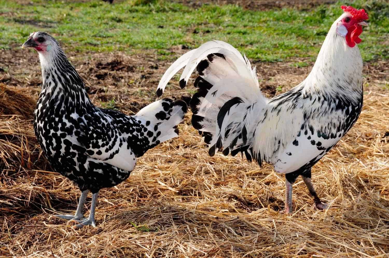 Hamburg Chicken Breed