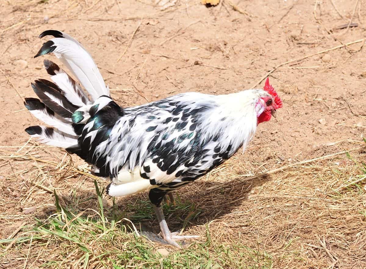 Hamburg Chicken Common Health Issues