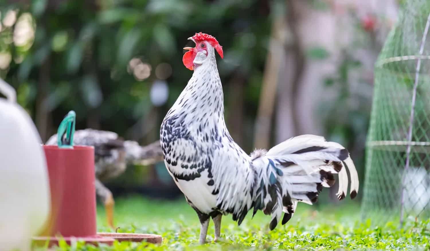 Hamburg Chickens